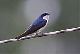 Blue-and-white Swallowborder=